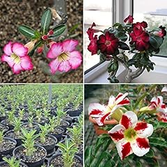 Semi per giardinaggio, 20 pezzi Adenium Obesum Semi di Rosa del Deserto Perenne Fiore Pianta Giardino Bonsai usato  Spedito ovunque in Italia 