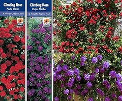 Climbing rose bushes for sale  Delivered anywhere in UK