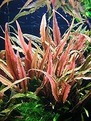 Tropica cryptocoryne undulatus d'occasion  Livré partout en France