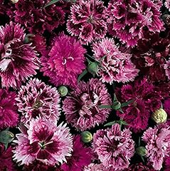 Dianthus chinensis heddewigii for sale  Delivered anywhere in UK