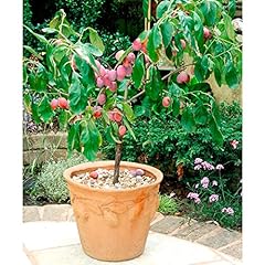 Patio fruit tree for sale  Delivered anywhere in UK