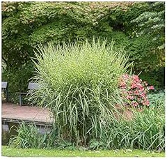 Miscanthus sinensis zebrinus gebraucht kaufen  Wird an jeden Ort in Deutschland