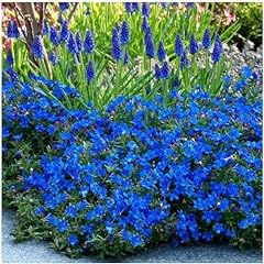 Litre lithodora diffusa for sale  Delivered anywhere in UK