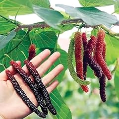 Mulberry tree live for sale  Delivered anywhere in USA 
