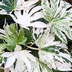 Fatsia spiders web for sale  Delivered anywhere in UK