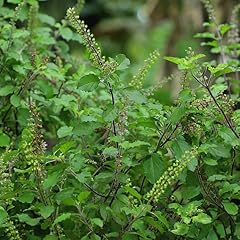 Tulasi holy basil for sale  Delivered anywhere in USA 