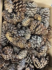 Generic natural pinecone for sale  Delivered anywhere in USA 