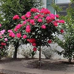 Brighter blooms knock for sale  Delivered anywhere in USA 