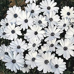 Osteospermum glistening white for sale  Delivered anywhere in UK