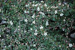 Pianta cotoneaster cotognastro usato  Spedito ovunque in Italia 