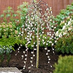 Salix caprea pendula gebraucht kaufen  Wird an jeden Ort in Deutschland
