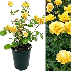 Rose bush keep for sale  Delivered anywhere in UK