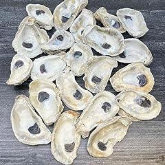 Tumbler home oyster for sale  Delivered anywhere in USA 