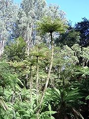 Cyathea cunninghamii very d'occasion  Livré partout en France