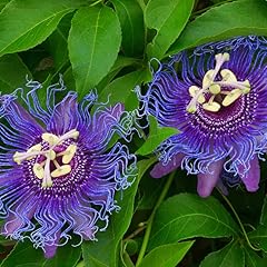 Deep purple passion for sale  Delivered anywhere in USA 