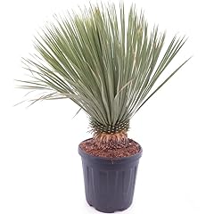 Yucca rostrata - Yucca foglia blu - tronco 10+ cm - altezza totale 80+ cm [9098] usato  Spedito ovunque in Italia 