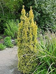 Direct plants taxus for sale  Delivered anywhere in UK