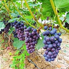 Grape vine grape for sale  Delivered anywhere in USA 