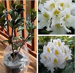 White rhododendron plant for sale  Delivered anywhere in USA 