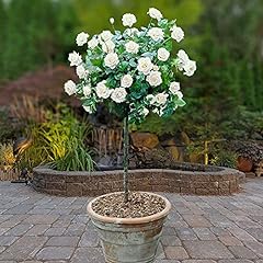Yougarden white rose for sale  Delivered anywhere in Ireland