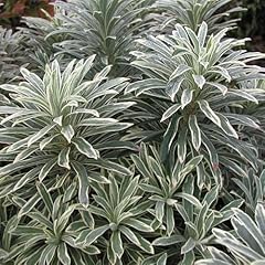 Yougarden euphorbia silver for sale  Delivered anywhere in UK