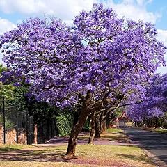 Brighter blooms jacaranda for sale  Delivered anywhere in USA 