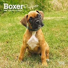 Boxer puppies 2024 for sale  Delivered anywhere in USA 