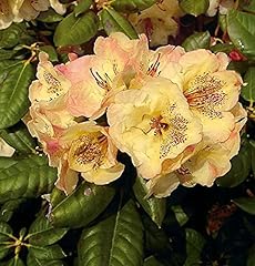 Großblumige rhododendron visc gebraucht kaufen  Wird an jeden Ort in Deutschland