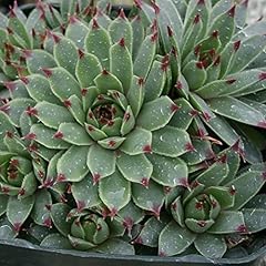 Mini garden sempervivum for sale  Delivered anywhere in USA 