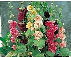 Hollyhock plants sale for sale  Delivered anywhere in Ireland