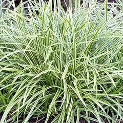 Carex ice dance for sale  Delivered anywhere in UK