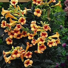 Campsis indian summer for sale  Delivered anywhere in UK