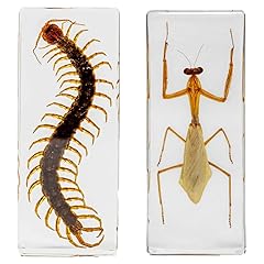 Ksvmoag 2pcs insect for sale  Delivered anywhere in UK