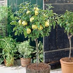 Thompson morgan potted for sale  Delivered anywhere in UK