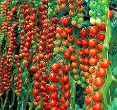 Tomato sweet million for sale  Delivered anywhere in UK