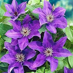 Clematis president hardy for sale  Delivered anywhere in UK