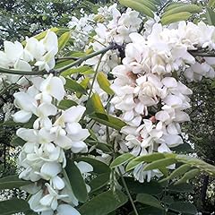 Black locust seeds for sale  Delivered anywhere in USA 
