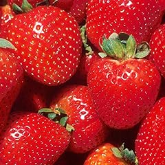 Gardenersdream strawberry mars for sale  Delivered anywhere in UK