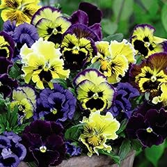 Pansy frizzle sizzle for sale  Delivered anywhere in UK