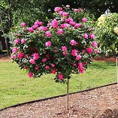 Brighter blooms pink for sale  Delivered anywhere in USA 