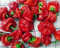 Red jamaican scotch for sale  Delivered anywhere in USA 