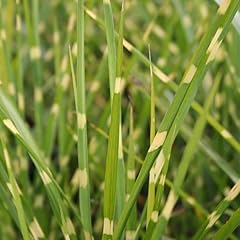 Classy groundcovers porcupine for sale  Delivered anywhere in USA 