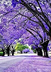 Purple jacaranda seeds for sale  Delivered anywhere in USA 
