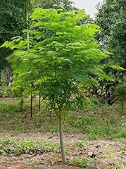Greencreator seeds tree for sale  Delivered anywhere in USA 