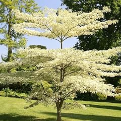 Plant theory variegata for sale  Delivered anywhere in UK