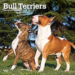 Bull terriers 2022 d'occasion  Livré partout en France