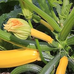 Zucchini summer squash for sale  Delivered anywhere in USA 