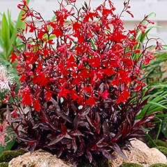 Bloomique lobelia queen gebraucht kaufen  Wird an jeden Ort in Deutschland