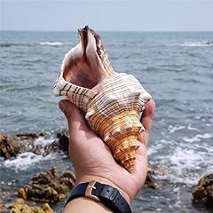 Conchiglie enormi mare usato  Spedito ovunque in Italia 