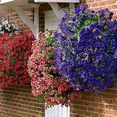 Surfinia petunia summer for sale  Delivered anywhere in UK